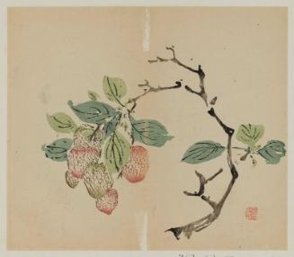 Page from Ten Bamboo Studio - litchi