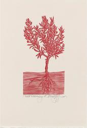 Wild Rosemary