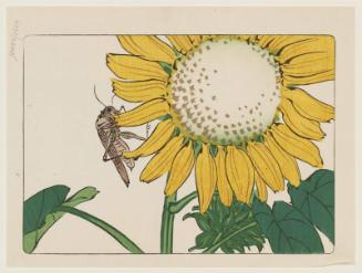 Grasshopper on Sunflower, from the series Comparisons of Flowers, Part 2 (Hanakurabe nihen)