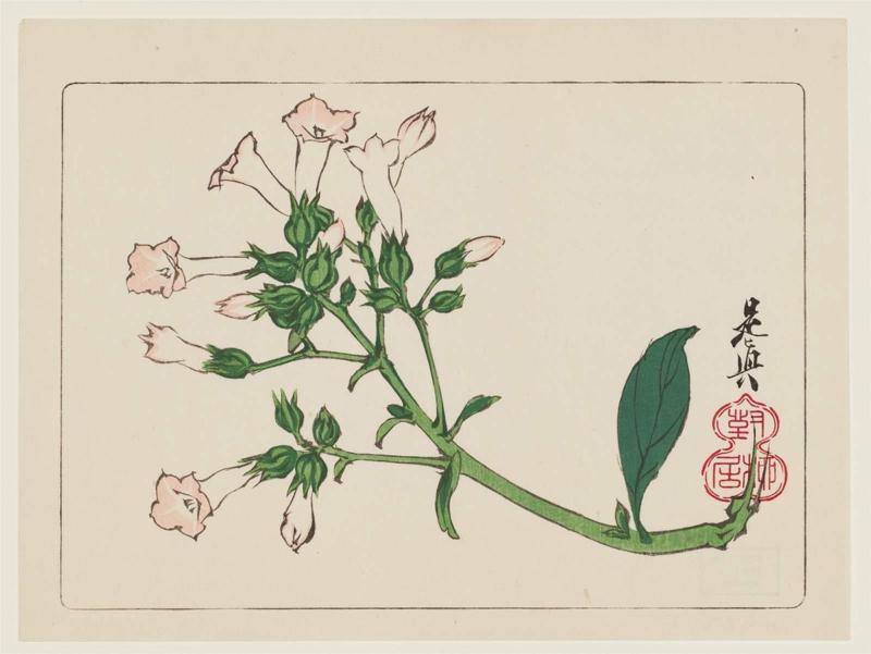 Canterbury Bells (Campanula medium, fûrinsô), from the series Comparisons of Flowers, Part 2 (Hanakurabe nihen)