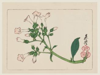 Canterbury Bells (Campanula medium, fûrinsô), from the series Comparisons of Flowers, Part 2 (Hanakurabe nihen)