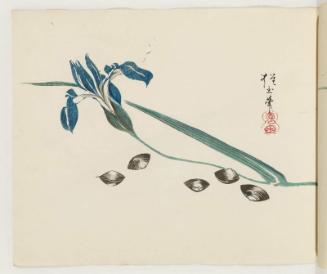 Iris and Clams