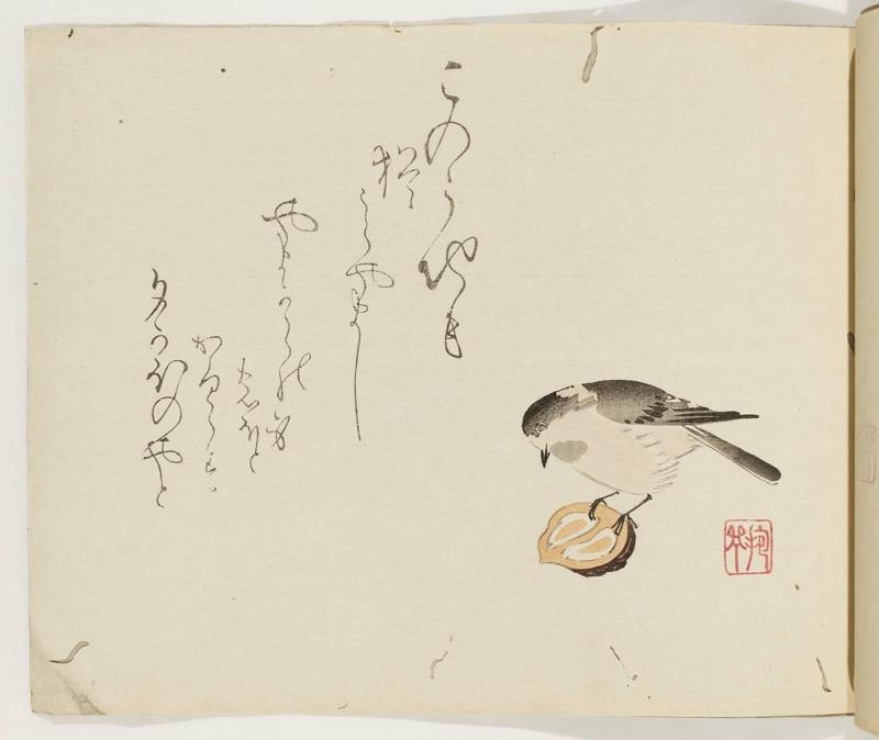 Sparrow and Walnut