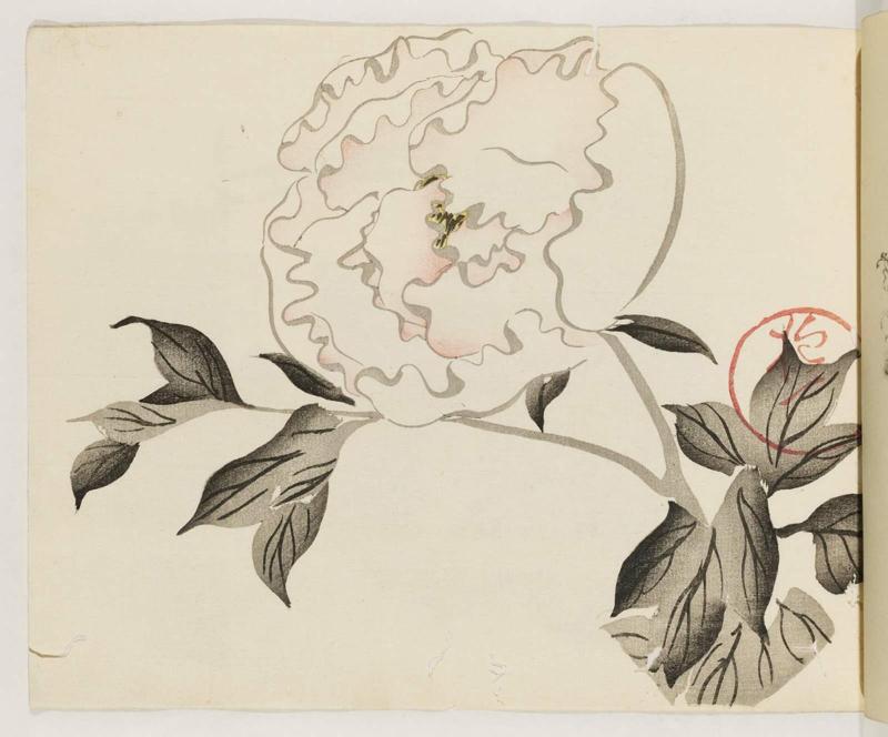 Peony