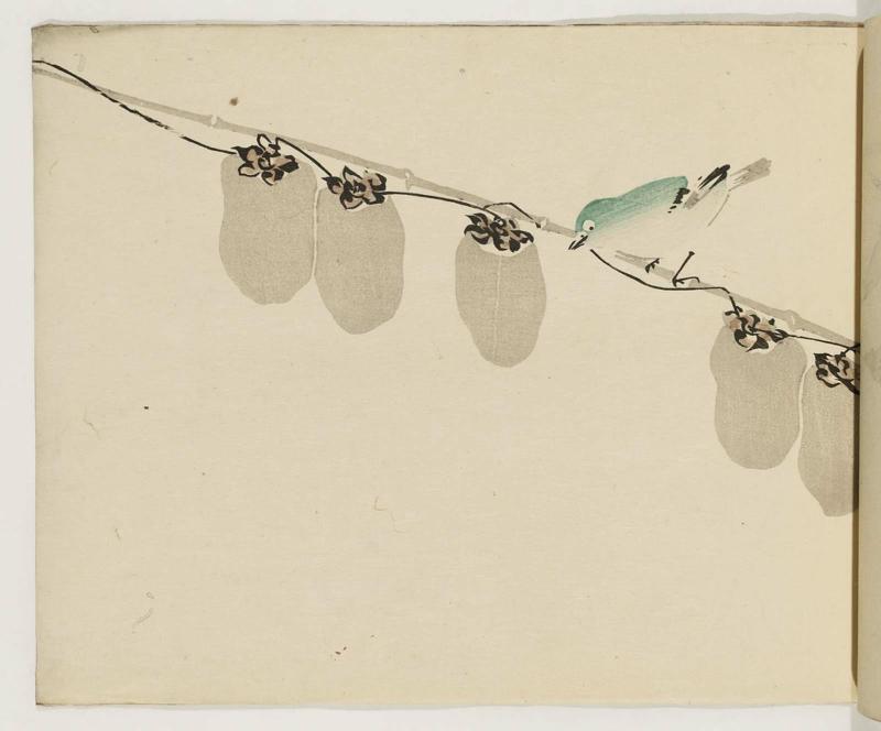 Japanese White-eye and Fruit on Vine