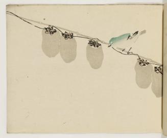 Japanese White-eye and Fruit on Vine