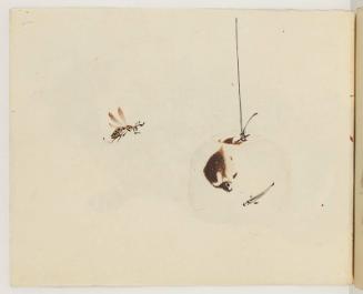 Wasp and Hanging Globe with Goldfish