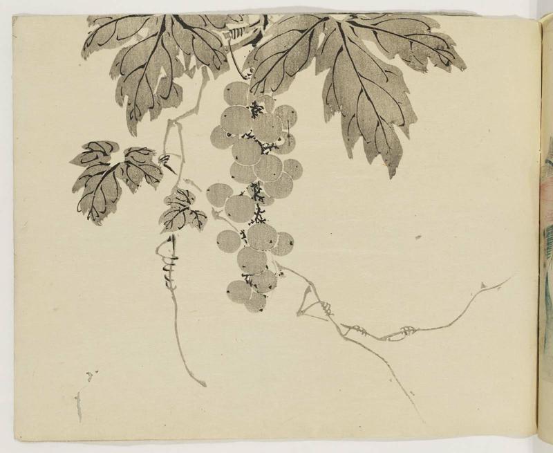 Grapevine