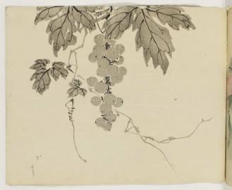 Grapevine