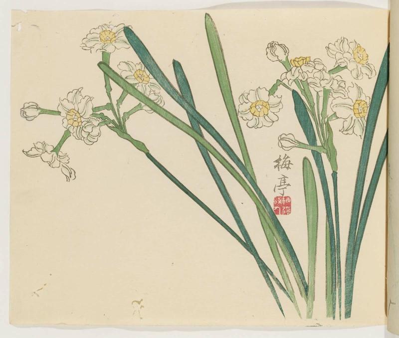 Narcissus