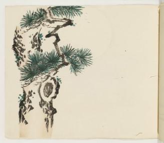 Pine Tree