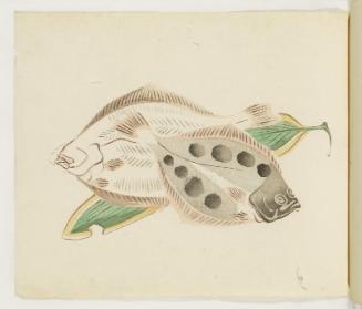 Flatfish and Banana Leaf
