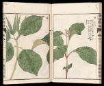 Volume II, Page 20