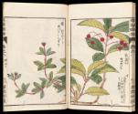 Volume II, Page 26