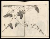 Volume II, Page 4
