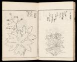 Volume II, Page 14