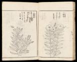 Volume II, Page 19