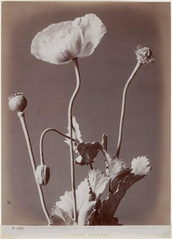 Papaver Sonnifer (sic: Somnifer)