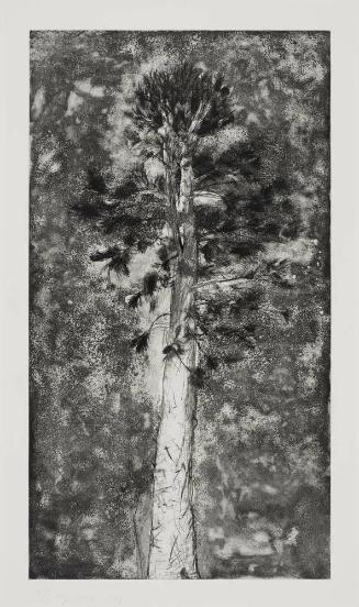 The Pine in a Storm of Aquatint