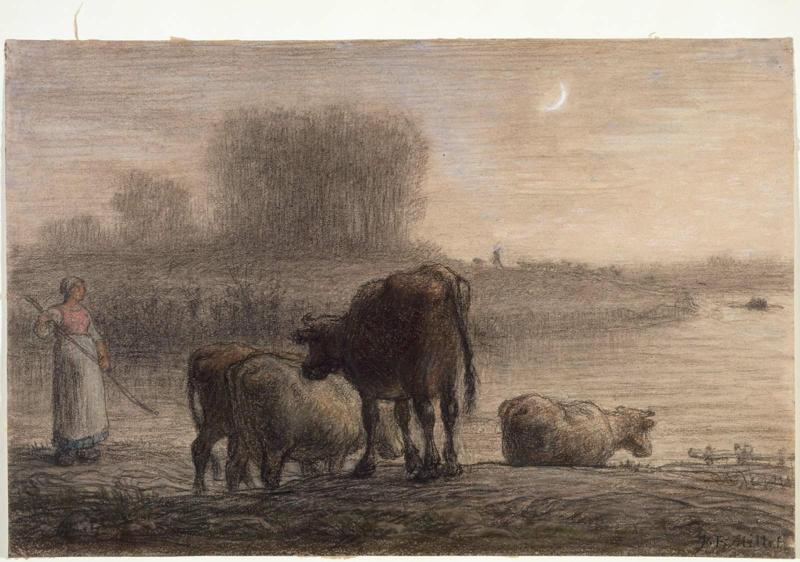Watering Cows