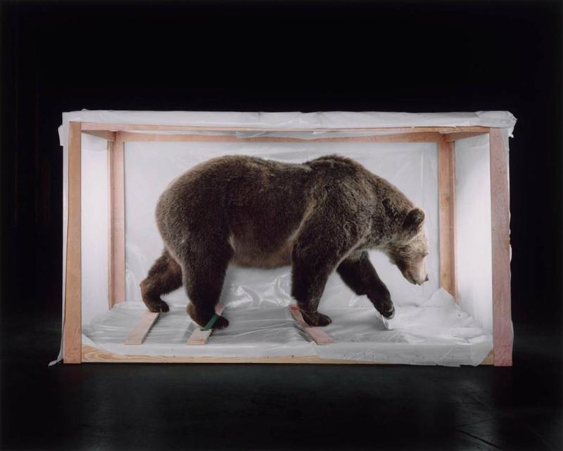 Smithsonian Bear, from Animal Logic Series
