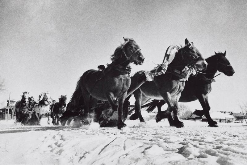 Russian Troika (Horse carriages in the snow)