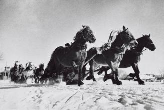 Russian Troika (Horse carriages in the snow)