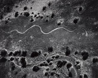 Parker Rattlesnake, Parker, Arizona