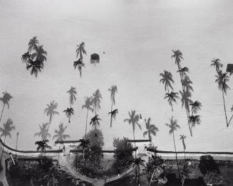 Palm Trees, Miami, Florida