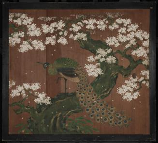 Peacock in Cherry Tree