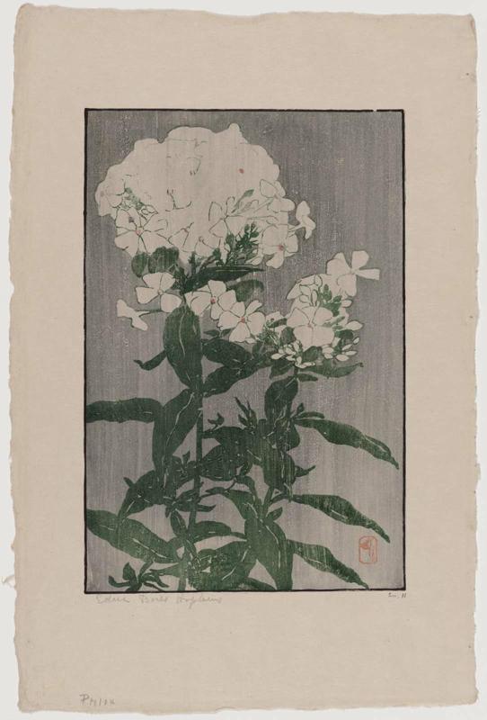 Phlox