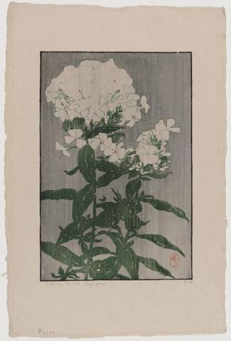 Phlox