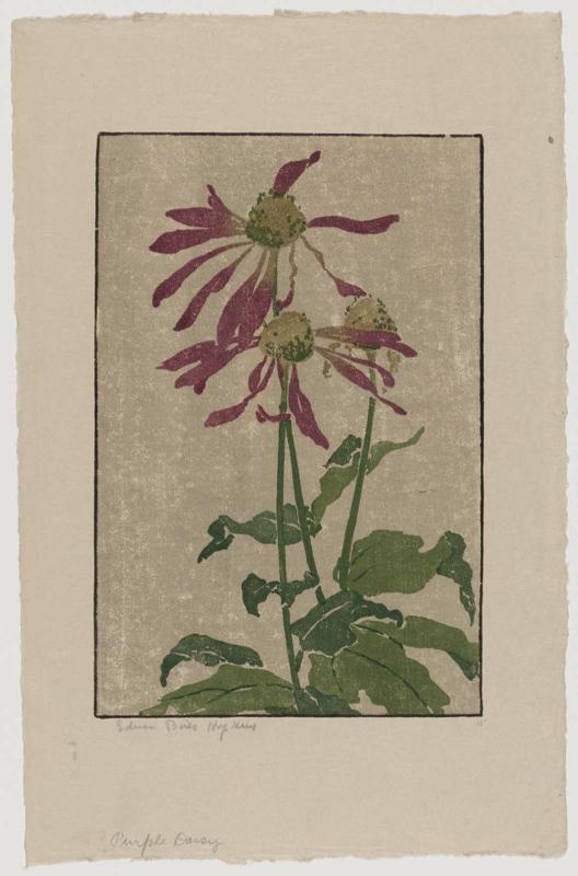 Purple Daisy