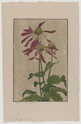 Purple Daisy