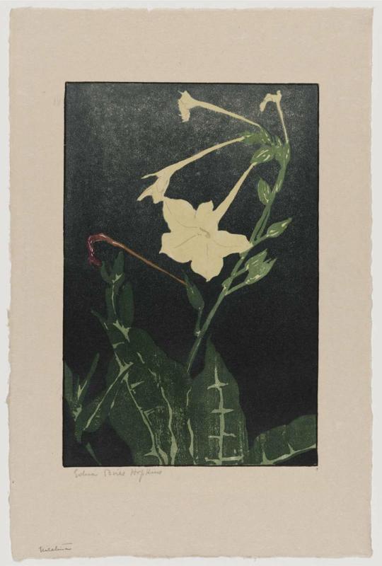 Nicotiana