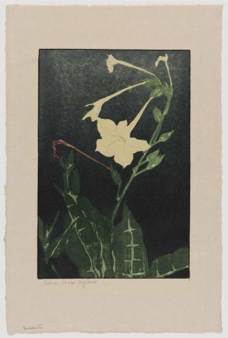 Nicotiana