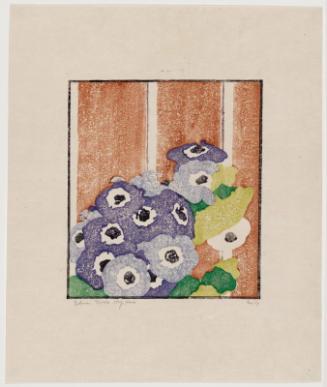 Cineraria