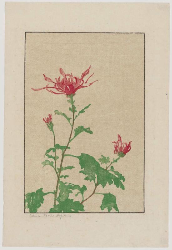 Pink Chrysanthemums