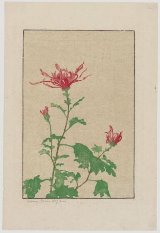 Pink Chrysanthemums