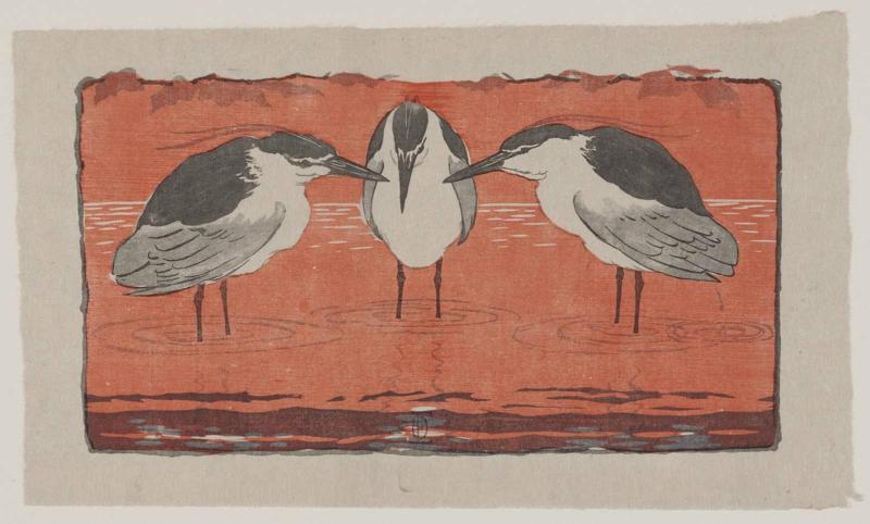 Nachtreiher (Night Herons)