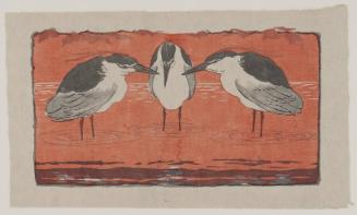 Nachtreiher (Night Herons)