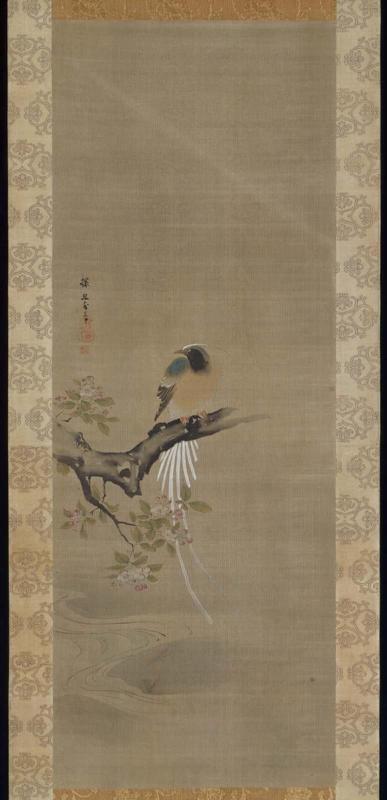 Long-Tailed Bird on Flowering Crabapple