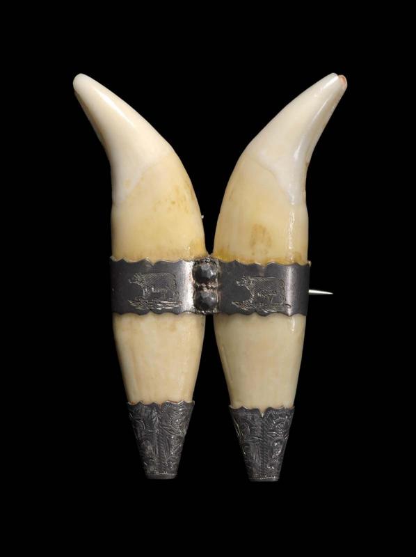 Bear tooth brooch