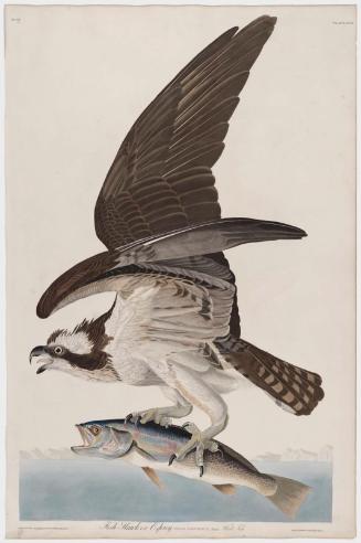The Birds of America, Plate 81, Fish Hawk