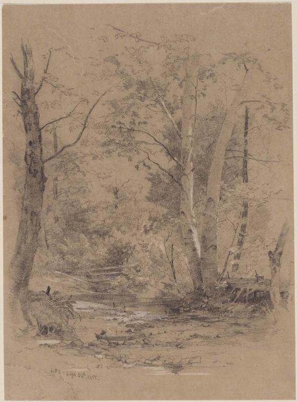 Birch Trees Beside a Brook in the Woods, Conway, N.H.