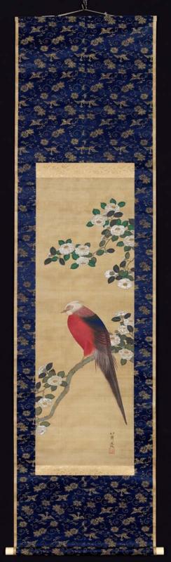 Golden Pheasant in a White Camellia Tree