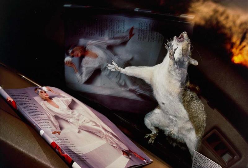 Eastern Gray Squirrel on Windshield