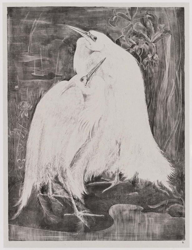 Dierstudies (Animal Studies): Zilver Reigers