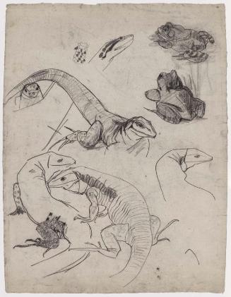 Lizards, Frogs, and Turtles