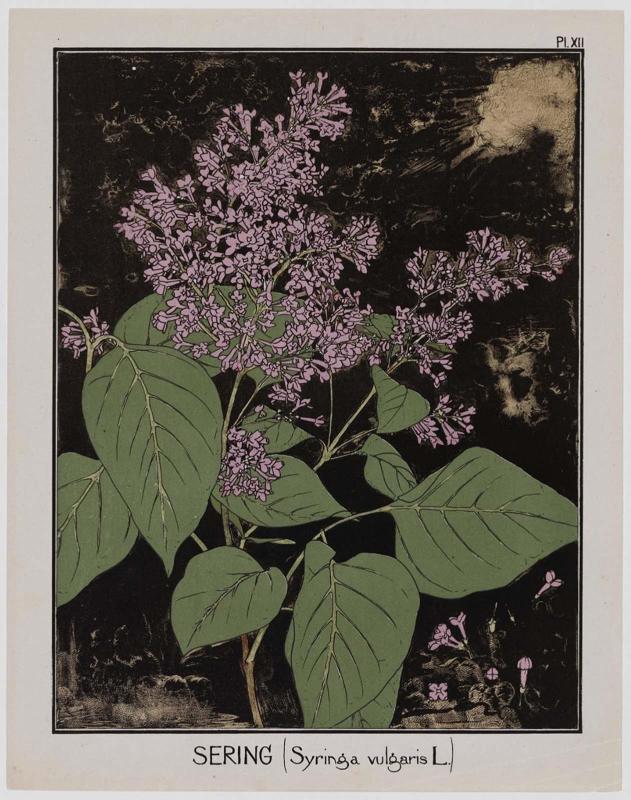 Plate XII